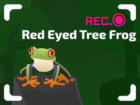 Red Eyed Frog || Information