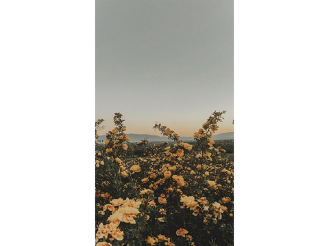 ❁