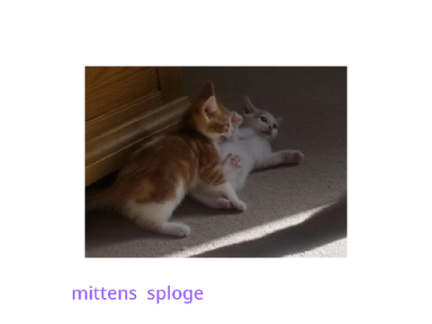 adopt a pet always open