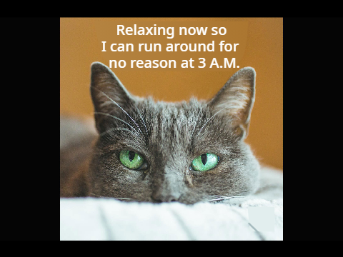 Random Cat Memes (and My First Project)