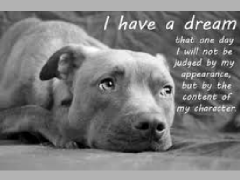 STOP ANIMAL ABUSE!!!Help them!!  remix remix