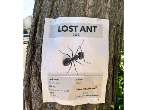 Bob