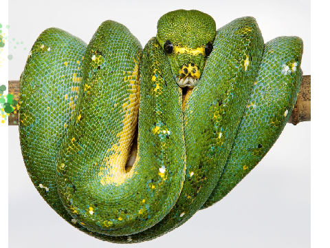 I Like Snakes