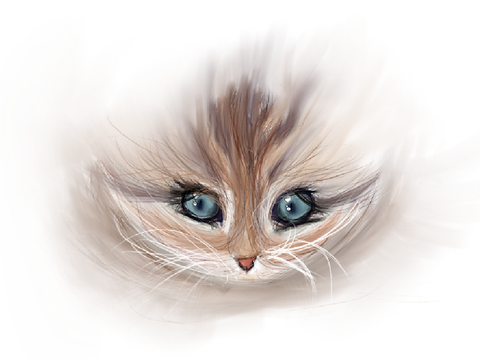 The head of a kitten…?