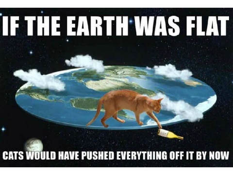 ⤷ cat memes 