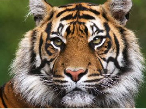 Save all the endangered species!!!