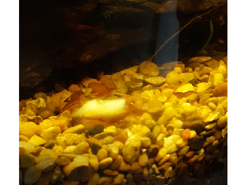 uneatable shrampies