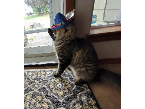 he gets all the ladies blasting his country music
