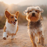 dogs