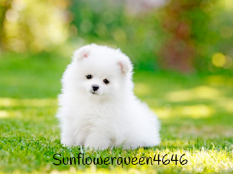 Remix this project and Sign your name if you think he is cute remix