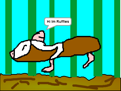 INTRODUCING MY GUINEA PIGS