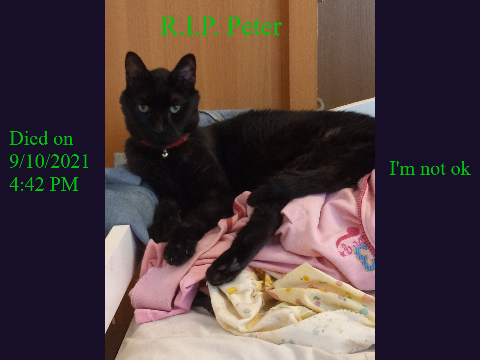 R.I.P. my cat...