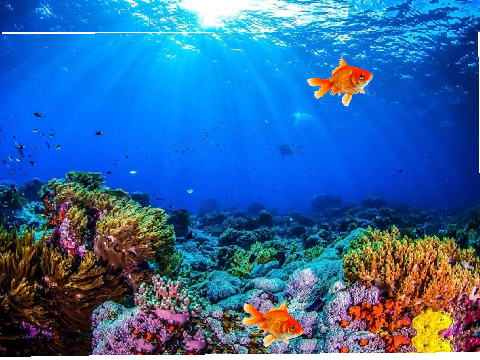 aquarium