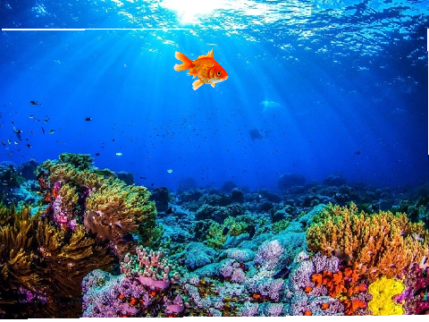 aquarium clone