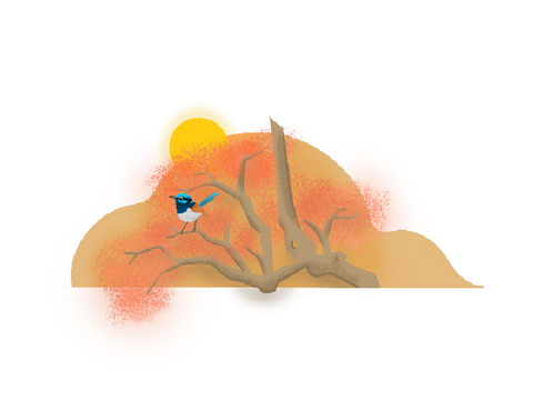 fairy wren