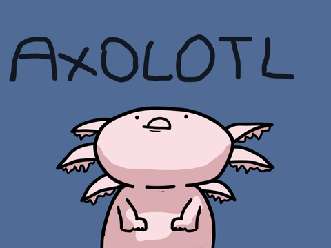 Axolotl
