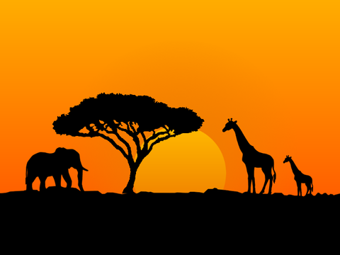 Savanna sunset