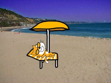 Cat at beach