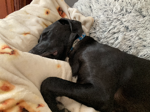 Meet Otto!