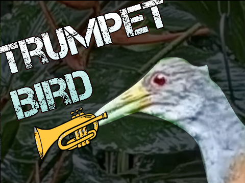 Trumpet Bird