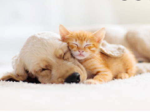 cats and dogs