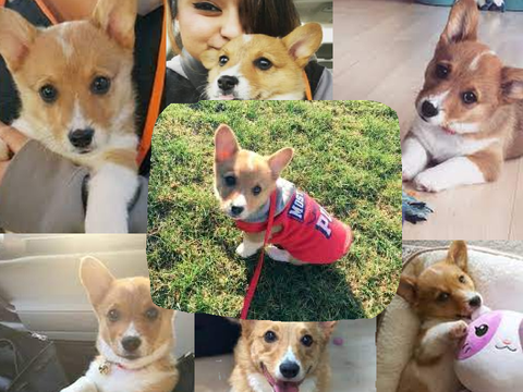 Jet (Aphmau's Dog ) Aesthetic
