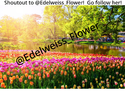 Shoutout to: @Edelweiss_Flower