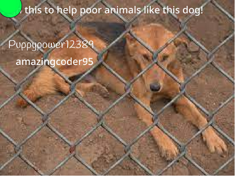 Sign this if you want to help animals in animal shelters! remix