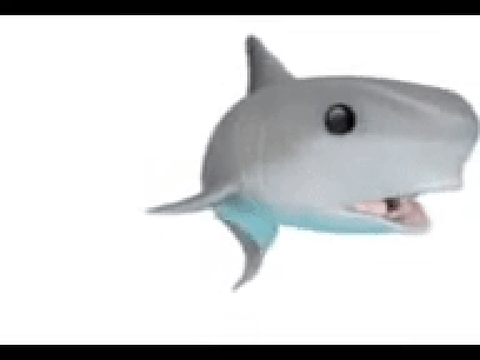 shark 
