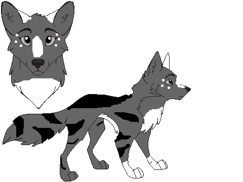 Fizzheart as a wolf, his wolf name is fizz