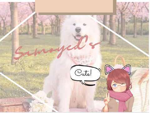 Samoyeds!