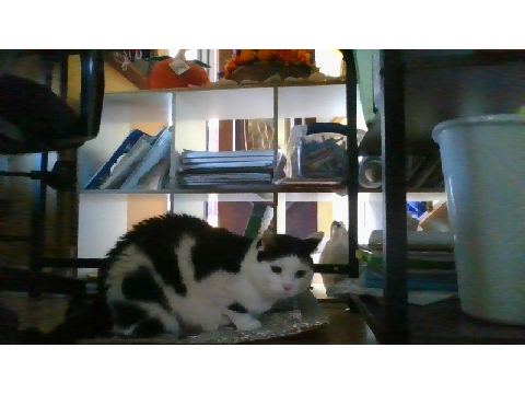 My cat Lynx