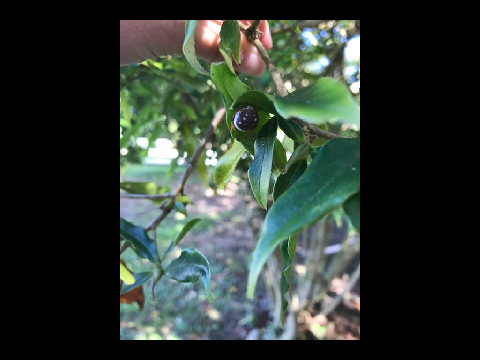 Do you know what this spider is?