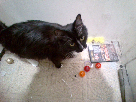 My kitty Kat