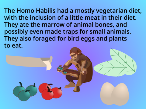HOMO HABILIS -cOLLab- with friend
