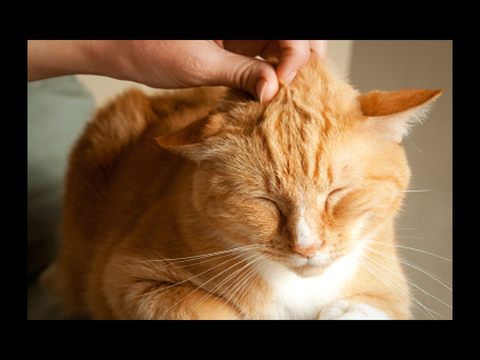 even what has my cat purr constantly