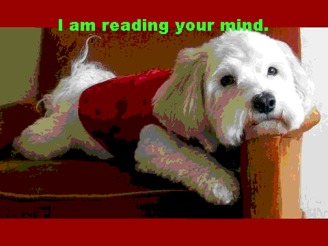 Really Cute Dogs