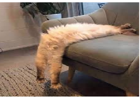 this cat defiled the laws of spine physics