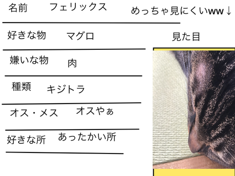 僕の猫
