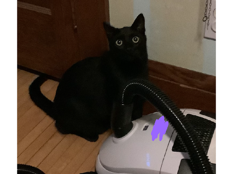 cat dump 