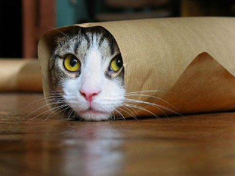 kitty bannana
