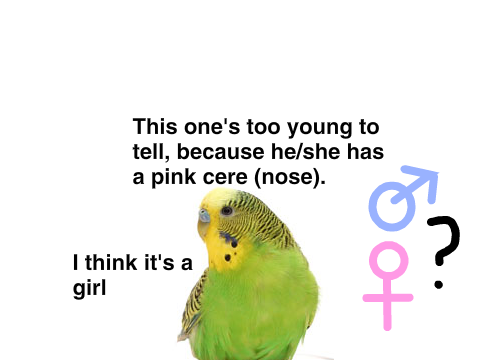 Names for new budgies?? I have 3 now! I used to have 2, 1 died, I had 1 then I got 2 more!