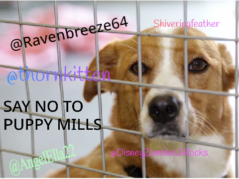 Sign if you say no to puppy mills remix remix remix remix