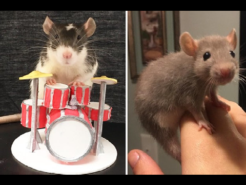 Try Not To Die From Cuteness From Pet Rats! 