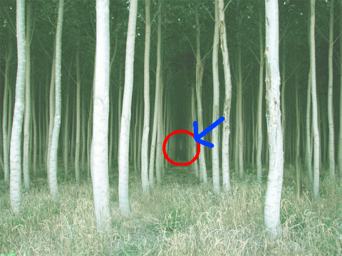 I found Slender Man