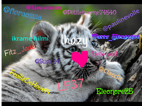 Remix et signe si tu aime les tigres! Ils sont en danger d’extinction !!!