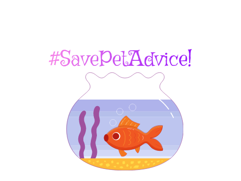 SAVE THE PET ADIVCE STUDIO
