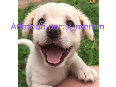 Adote um animal de estimação! remix
