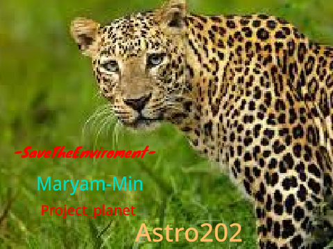 Sign to stop poaching!! remix remix remix