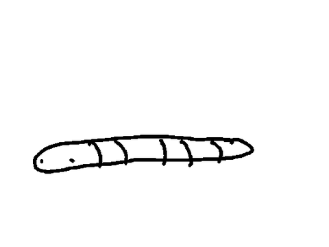 worm